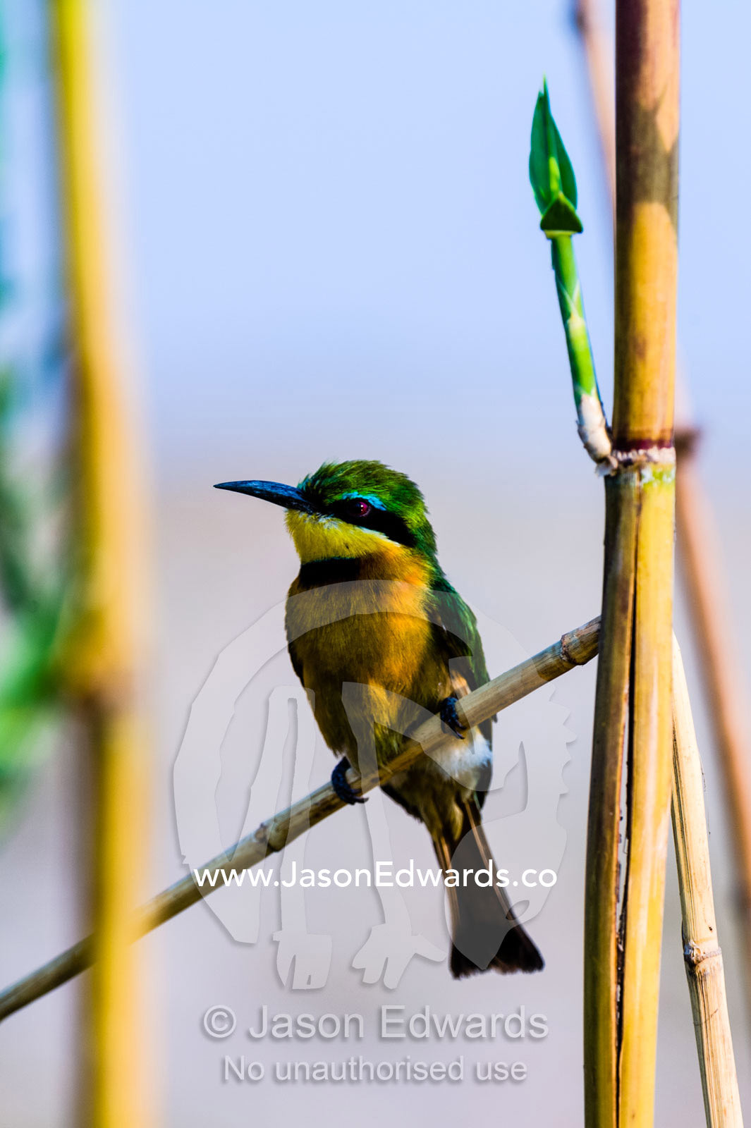 A colourful Little Bee-eater roosting on a reed stem in a wetland. Chobe River, Chobe National Park, Botswana.