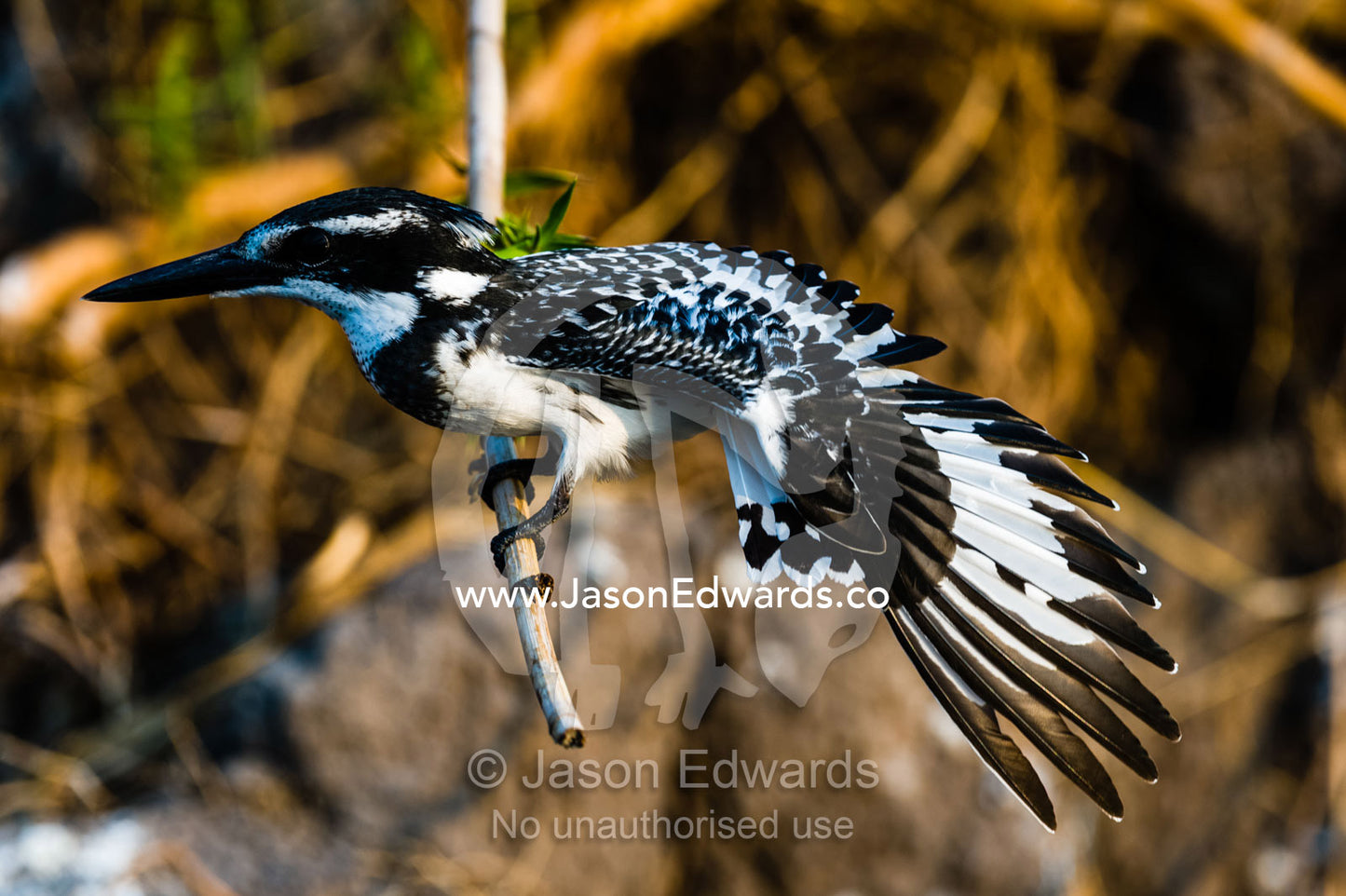 A Pied Kingfisher stretching it's wing and primary flight feathers. Chobe River, Chobe National Park, Botswana.