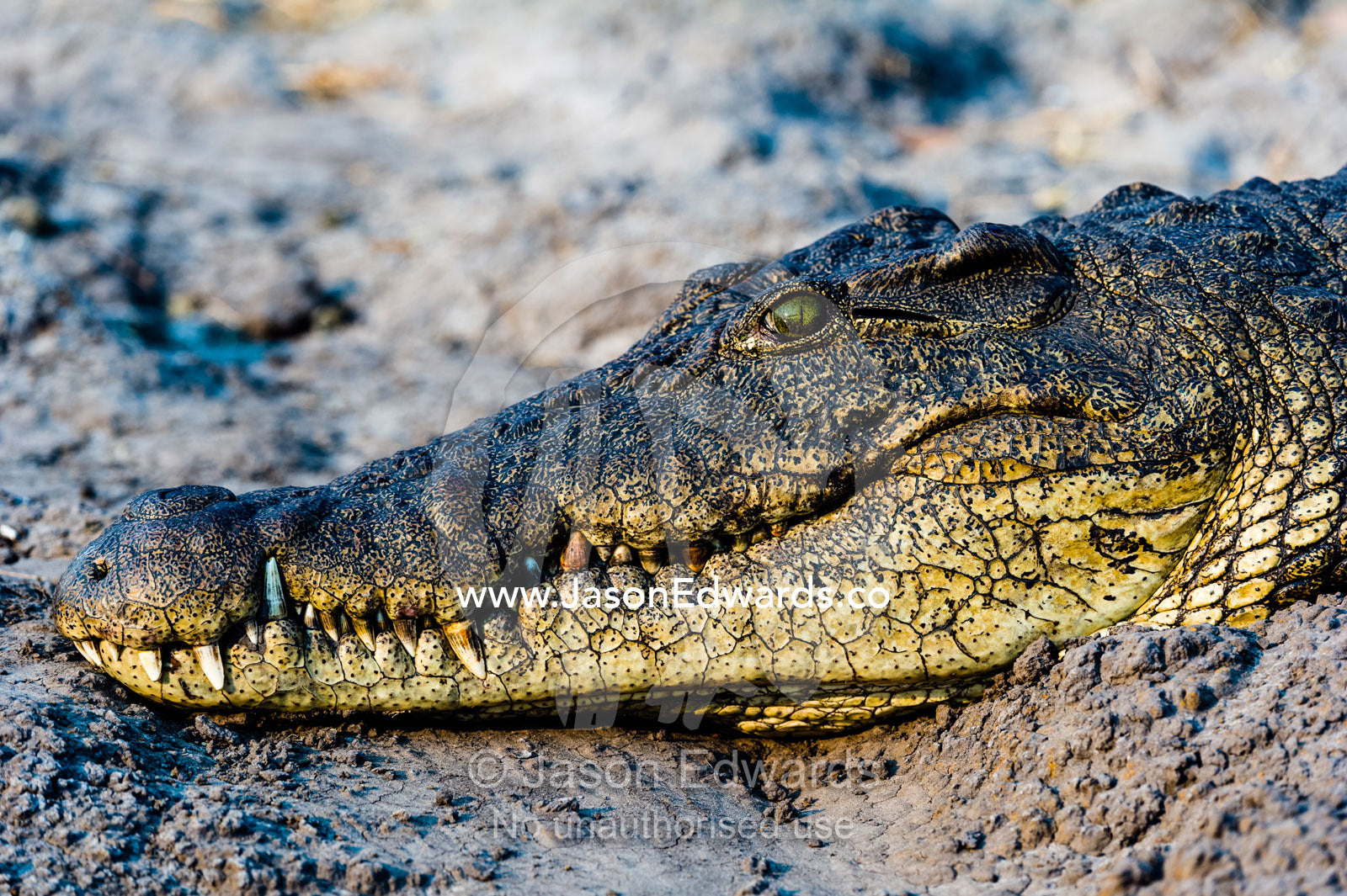 A Nile Crocodile sun basking on a muddy river bank. Chobe River, Chobe National Park, Botswana.