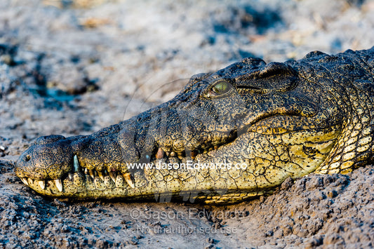 A Nile Crocodile sun basking on a muddy river bank. Chobe River, Chobe National Park, Botswana.