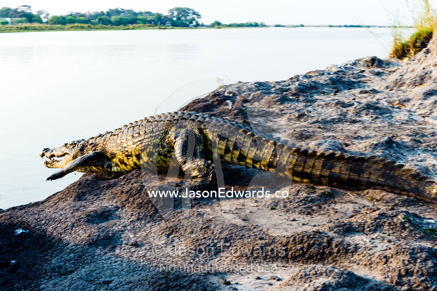 A Nile Crocodile running from a muddy riverbank into a wetland. Chobe River, Chobe National Park, Botswana.