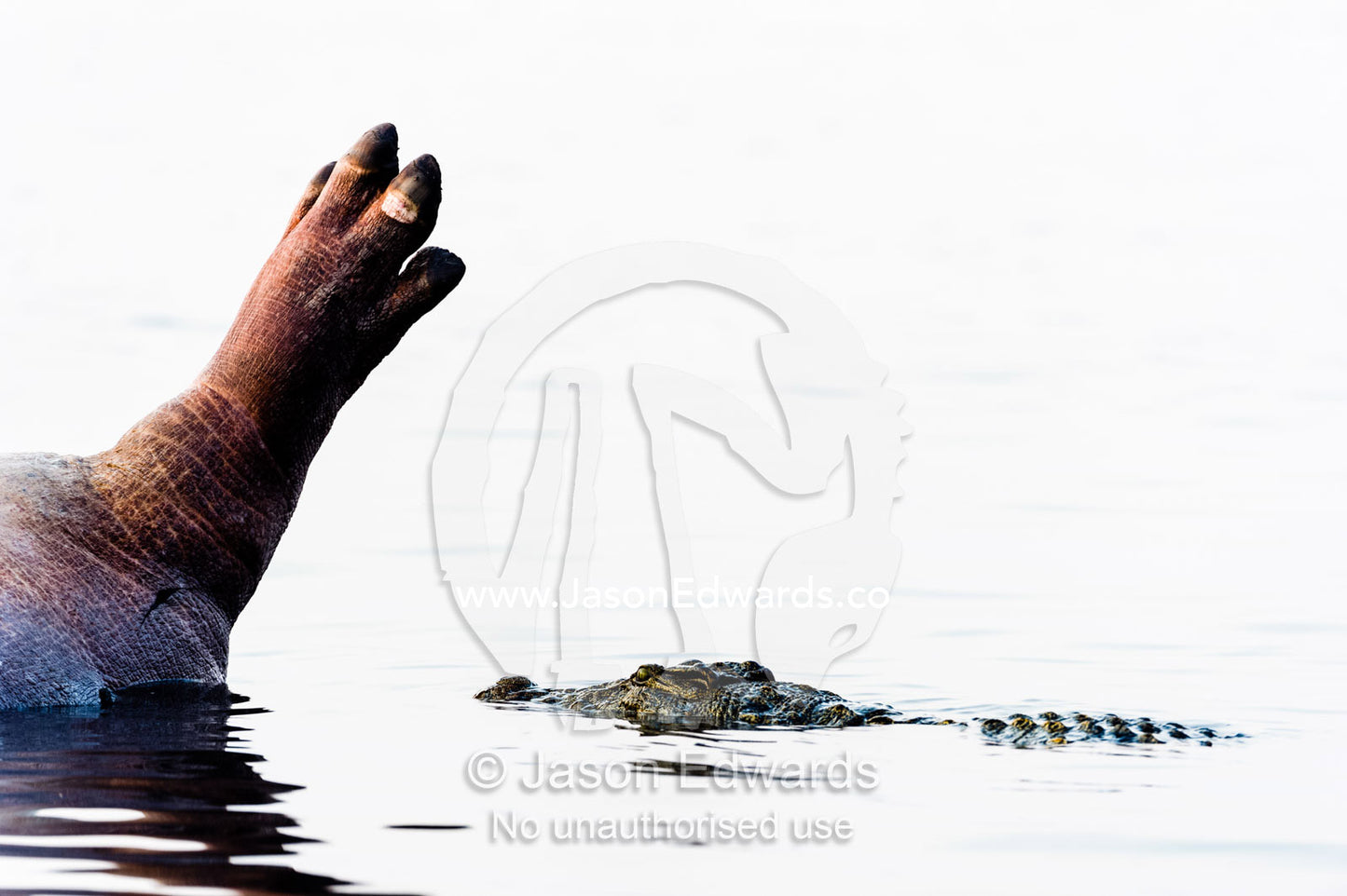 A Nile Crocodile circles the decaying corpse of a Nile Hippopotamus. Chobe River, Chobe National Park, Botswana.