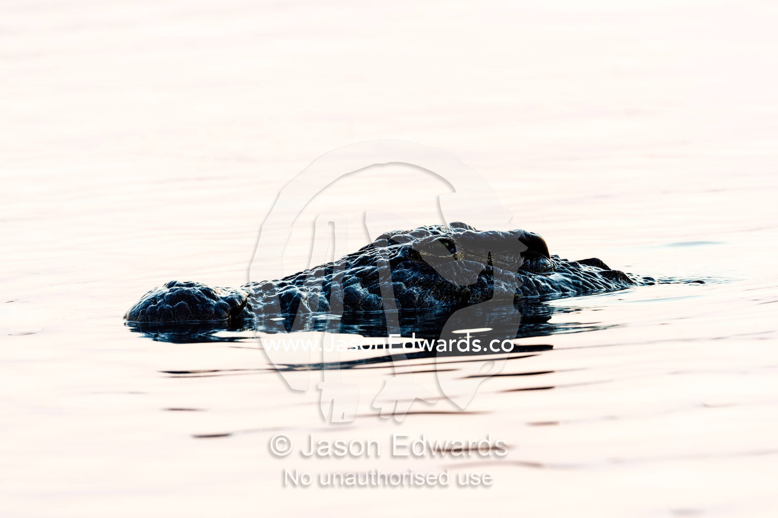 A Nile Crocodile stalks a dead Hippopotamus on a wetland at sunset. Chobe River, Chobe National Park, Botswana.
