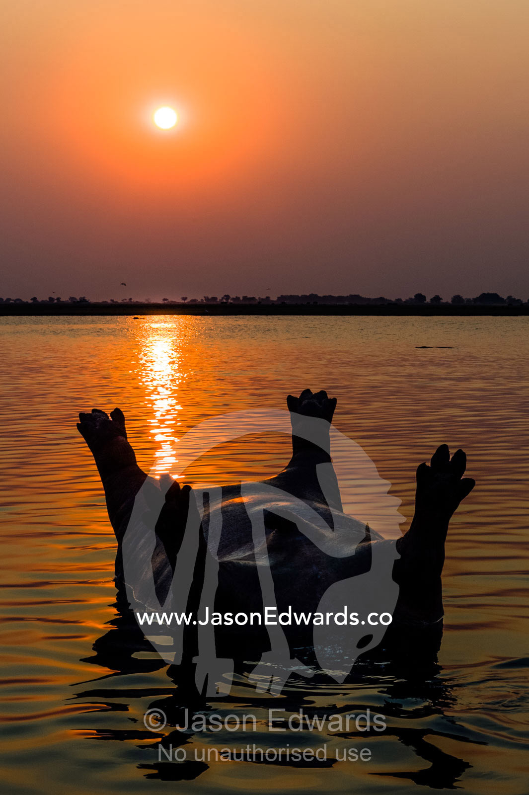 A dead and bloated Nile Hippopotamus floating in a wetland at sunset. Chobe River, Chobe National Park, Botswana.