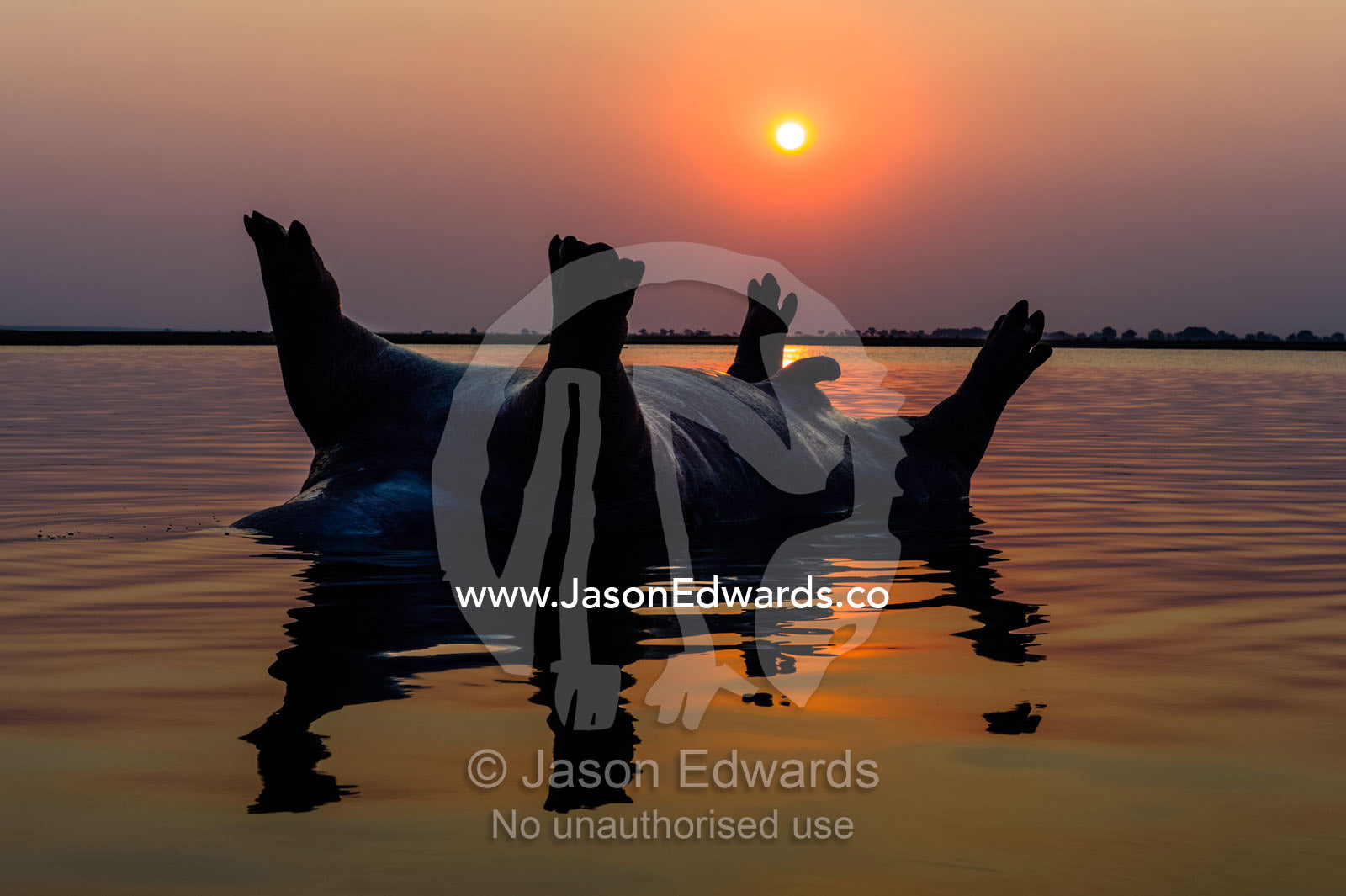 A dead and bloated Nile Hippopotamus floating in a wetland at sunset. Chobe River, Chobe National Park, Botswana.