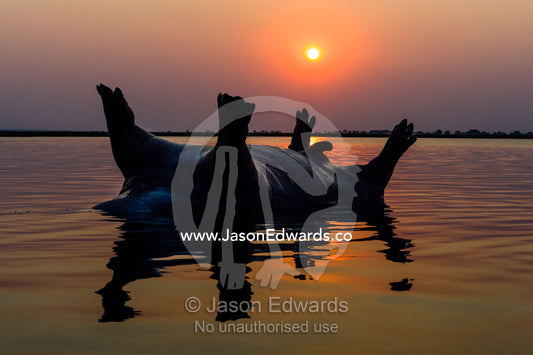 A dead and bloated Nile Hippopotamus floating in a wetland at sunset. Chobe River, Chobe National Park, Botswana.