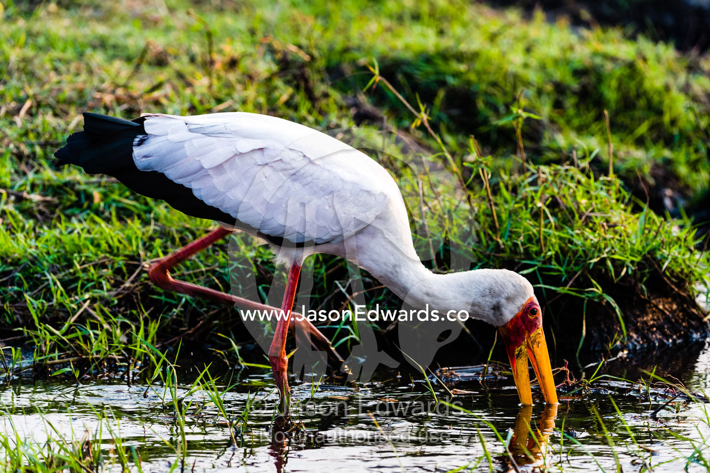 A Yellow-billed Stork hunts with its bill for aquatic wetland prey. Chobe River, Chobe National Park, Botswana.