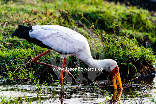 A Yellow-billed Stork hunts with its bill for aquatic wetland prey. Chobe River, Chobe National Park, Botswana.