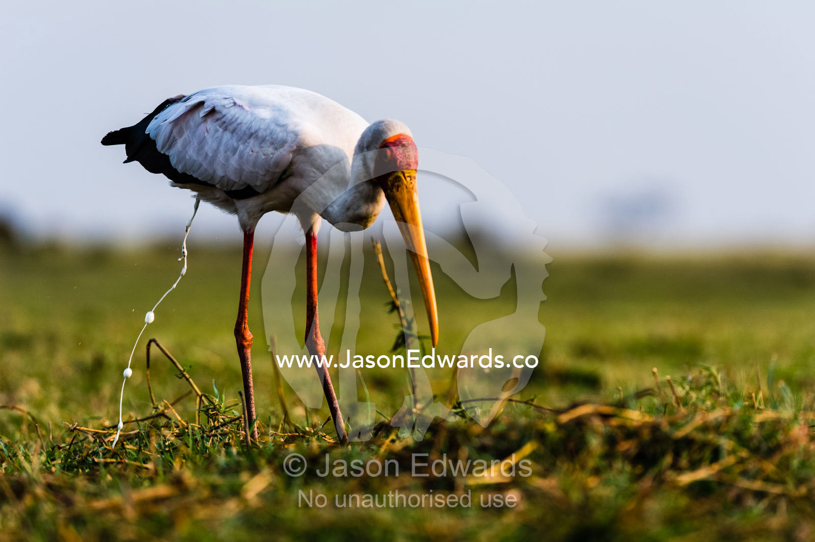 A Yellow-billed Stork defecating on a grass island in a wetland. Chobe River, Chobe National Park, Botswana.