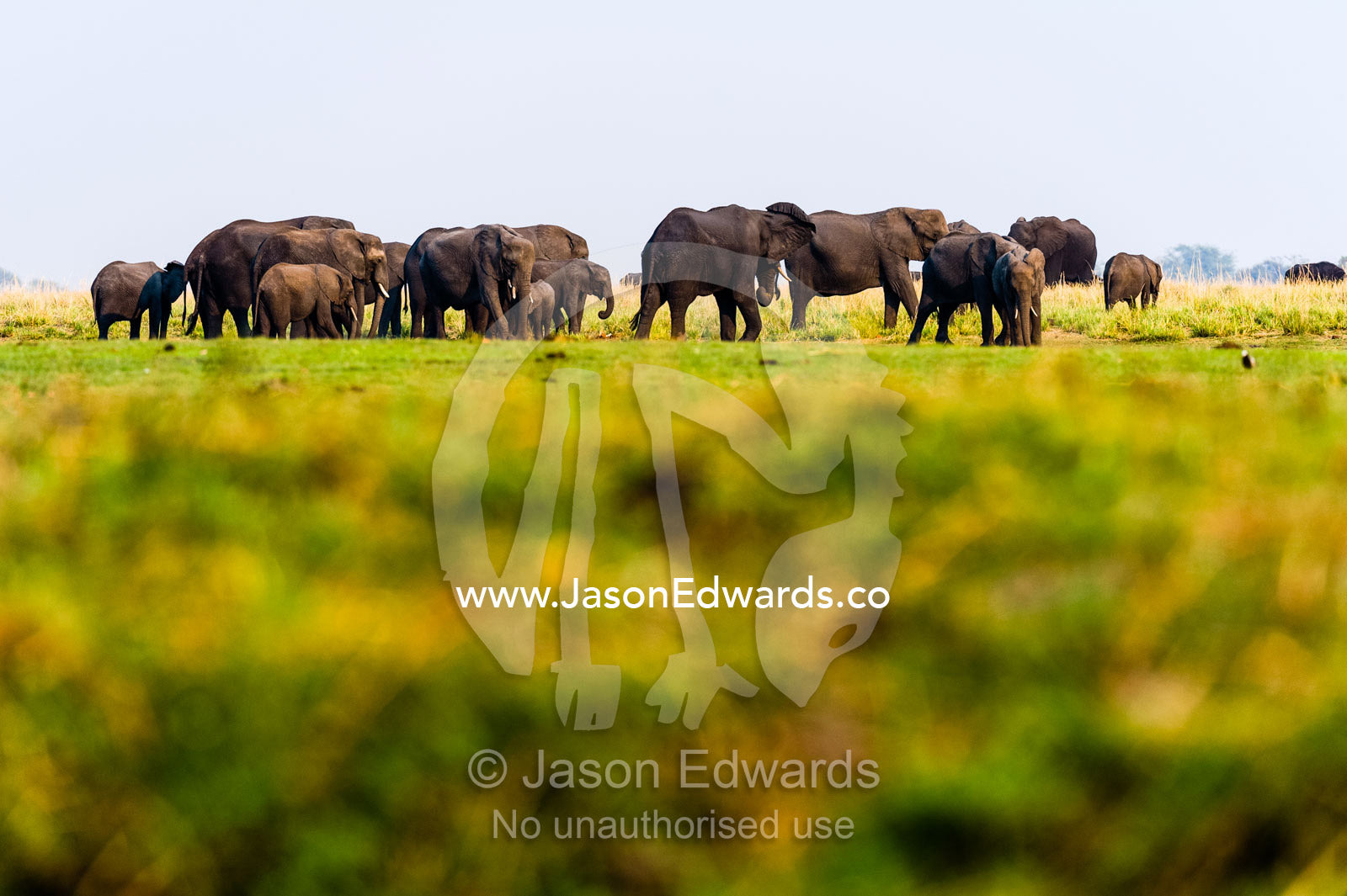 A herd of African Elephants graze on grass on a dry season floodplain. Chobe River, Chobe National Park, Botswana.