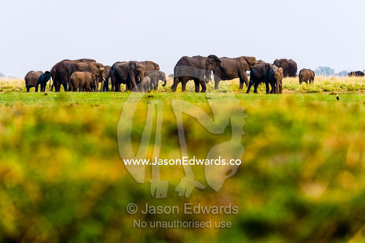 A herd of African Elephants graze on grass on a dry season floodplain. Chobe River, Chobe National Park, Botswana.