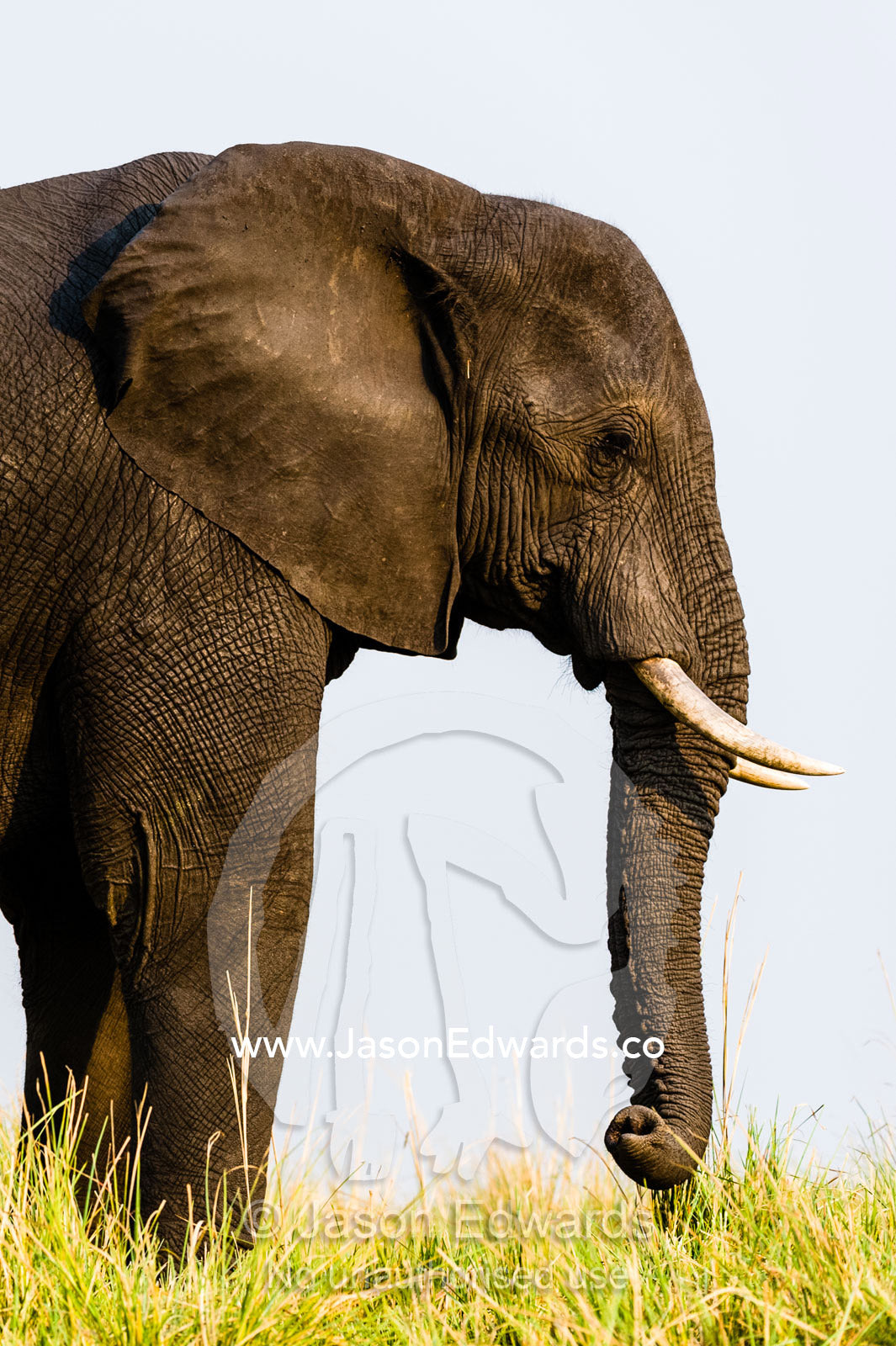 An African Elephant grazing on dry grass on a dry season floodplain. Chobe River, Chobe National Park, Botswana.