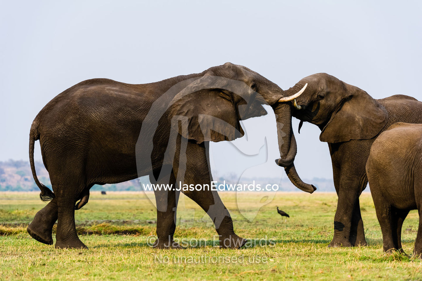 A pair of African Elephants use strength to battle on a floodplain. Chobe River, Chobe National Park, Botswana.
