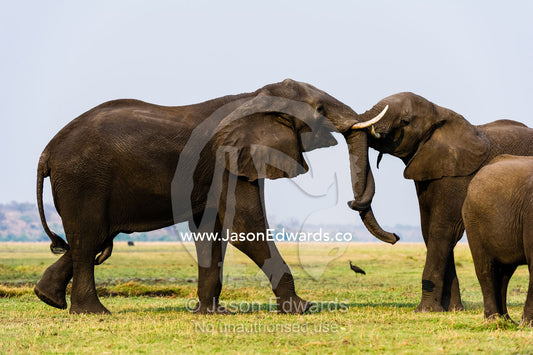 A pair of African Elephants use strength to battle on a floodplain. Chobe River, Chobe National Park, Botswana.