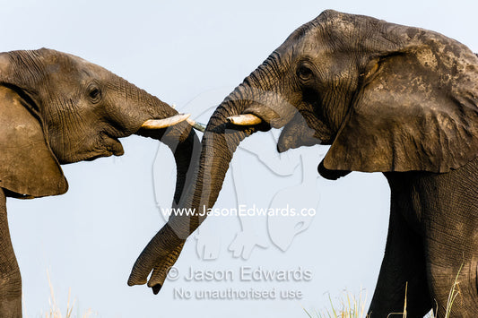 A pair of African Elephants use their trunks to communicate by touch. Chobe River, Chobe National Park, Botswana.