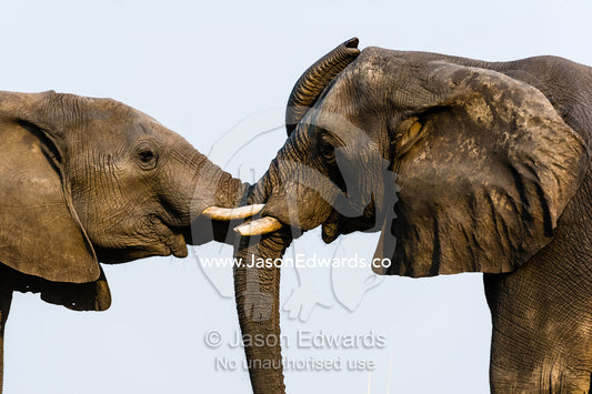 A pair of African Elephants use their trunks to communicate by touch. Chobe River, Chobe National Park, Botswana.