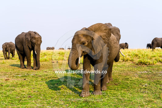 An African Elephant grazing on dry grass on a dry season floodplain. Chobe River, Chobe National Park, Botswana.