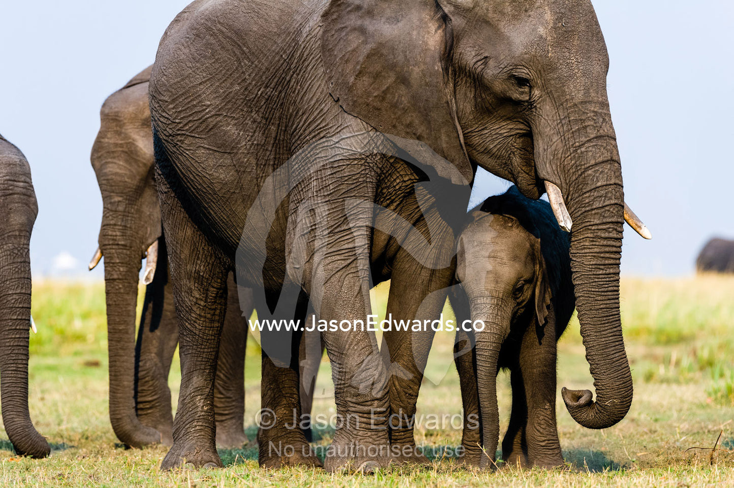 A mother African Elephant and calf graze on dry grass on a floodplain. Chobe River, Chobe National Park, Botswana.
