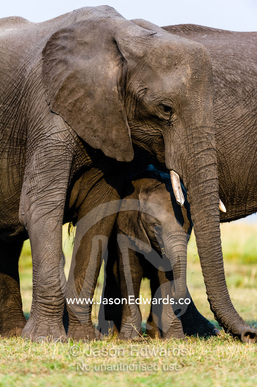 A mother African Elephant and calf graze on dry grass on a floodplain. Chobe River, Chobe National Park, Botswana.