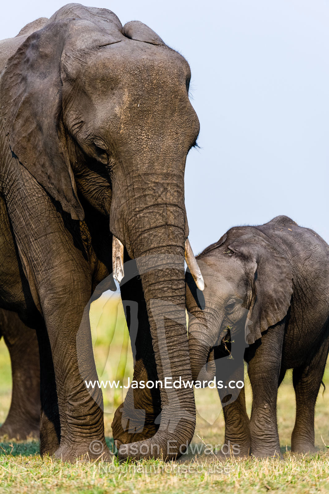 A mother African Elephant and calf graze on dry grass on a floodplain. Chobe River, Chobe National Park, Botswana.
