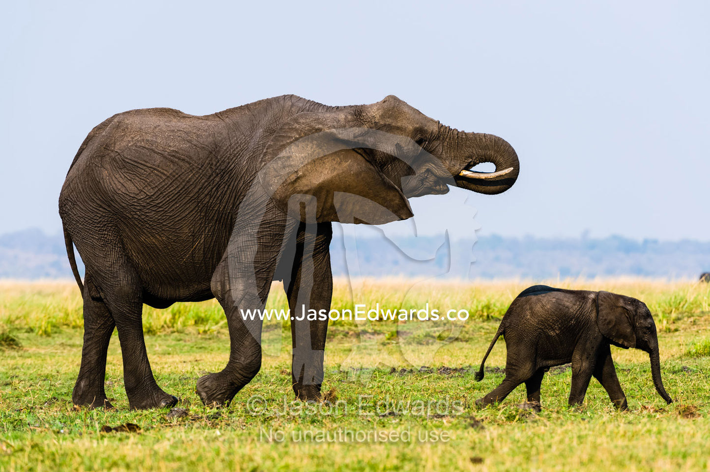 A mother African Elephant follows her young calf across a floodplain. Chobe River, Chobe National Park, Botswana.