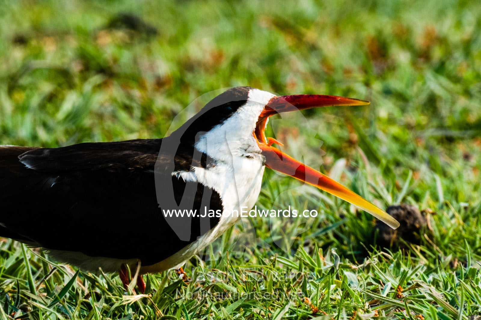 An African Skimmer stretches its elongated beak when calling. Chobe River, Chobe National Park, Botswana.