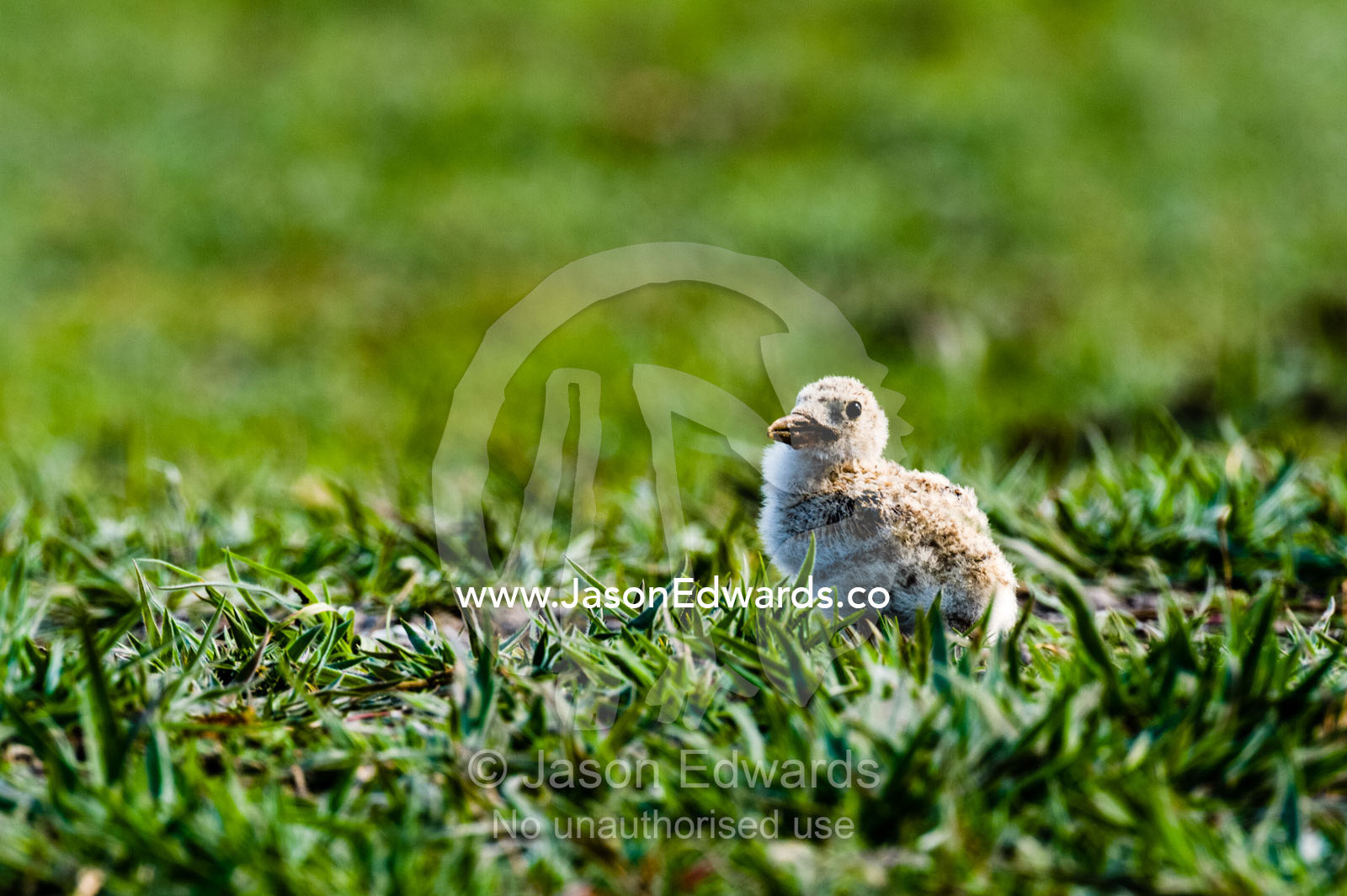 An African Skimmer chick waiting for its parents on a wetland island. Chobe River, Chobe National Park, Botswana.