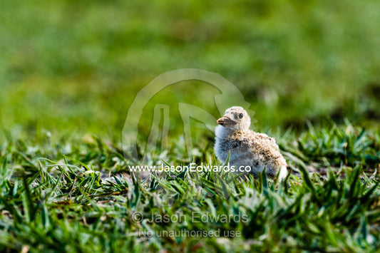 An African Skimmer chick waiting for its parents on a wetland island. Chobe River, Chobe National Park, Botswana.