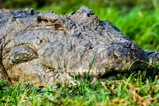 The head of a Nile Crocodile sun basking on an island in a wetland. Chobe River, Chobe National Park, Botswana.
