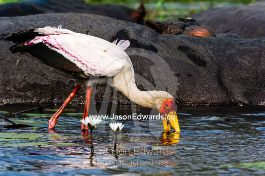 A Yellow-billed Stork hunts for aquatic prey by a pod of hippopotamus. Chobe River, Chobe National Park, Botswana.