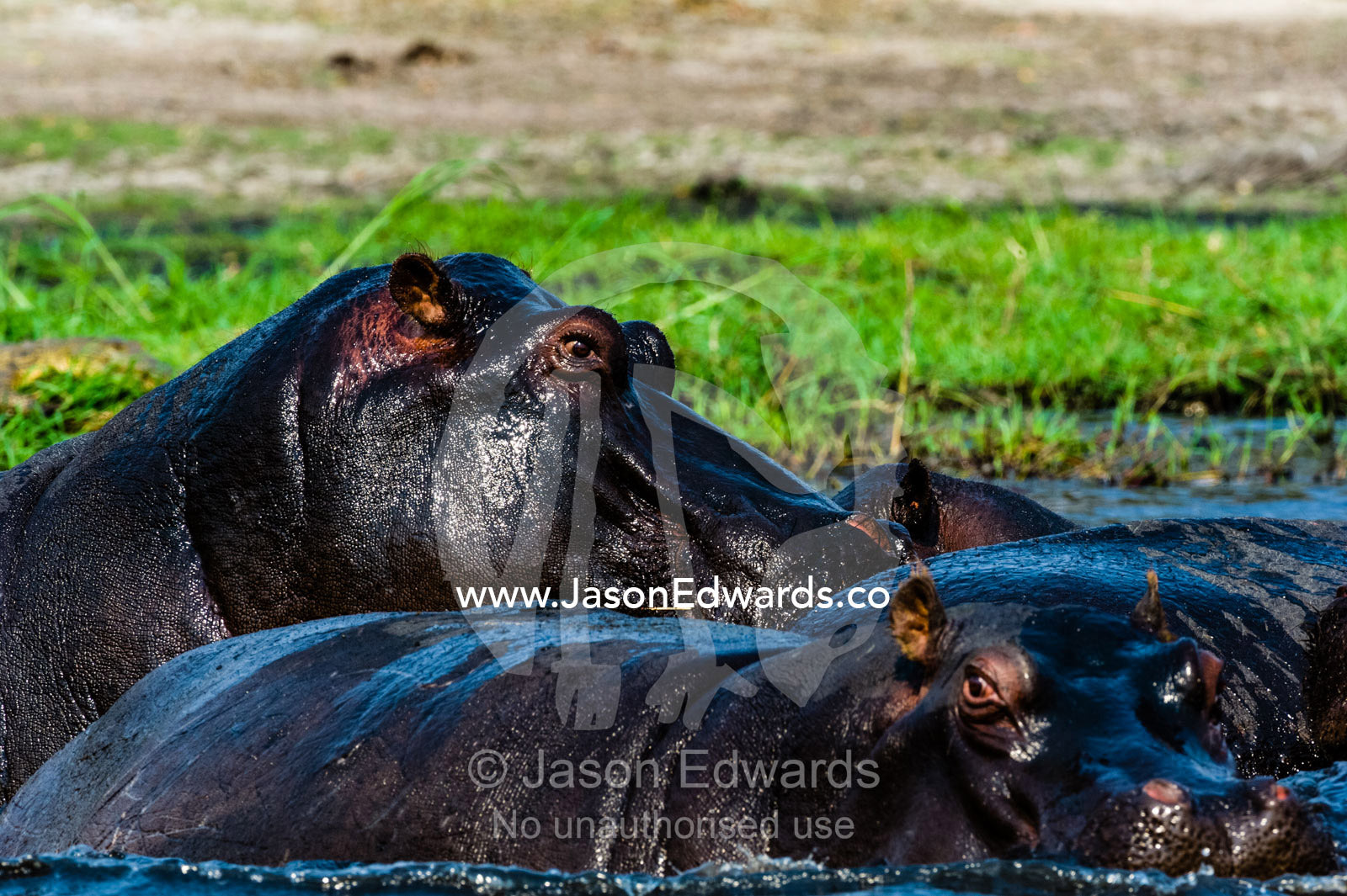 A pod of aggressive Nile Hippopotamus push and shove in a wetland. Chobe River, Chobe National Park, Botswana.
