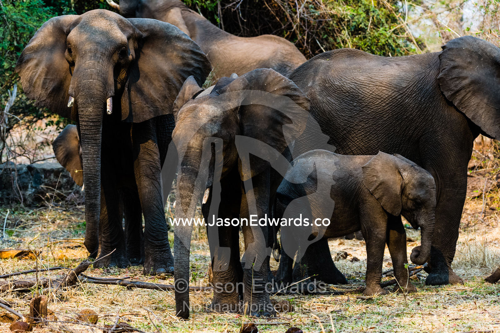 A herd of African Elephants and a calf rest in the shade of a tree. Chobe River, Chobe National Park, Botswana.