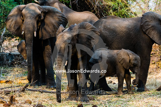 A herd of African Elephants and a calf rest in the shade of a tree. Chobe River, Chobe National Park, Botswana.