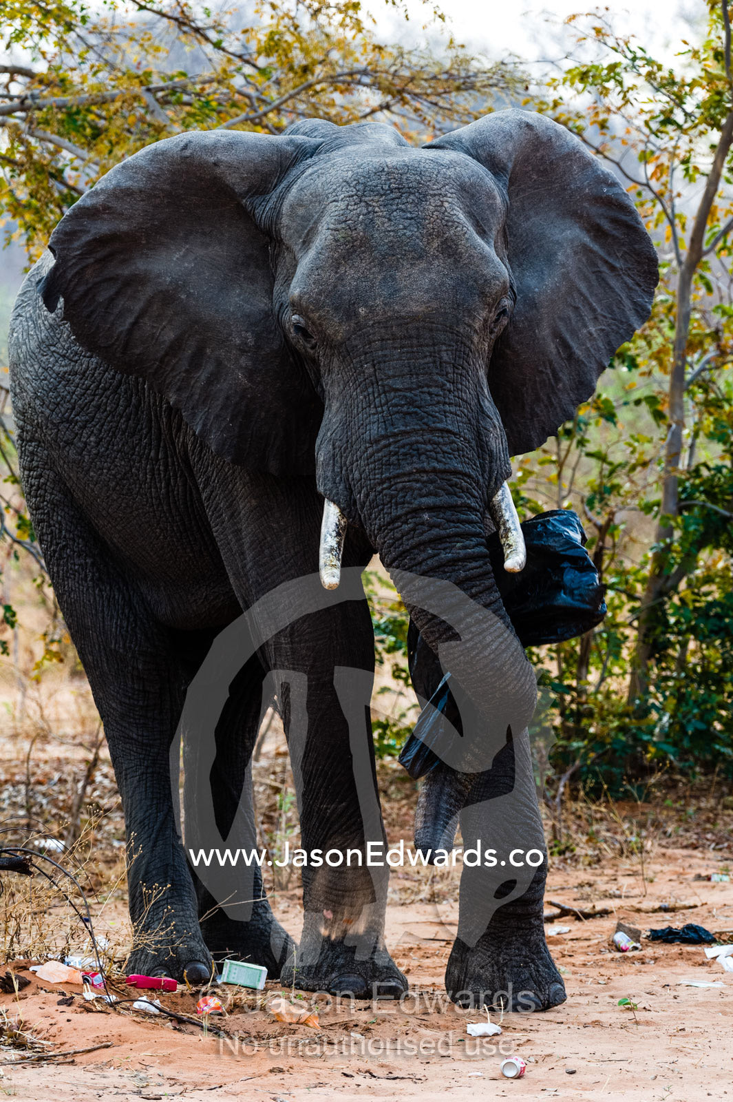 An African Elephant chewing on a plastic bag from a garbage bin. Chobe River, Chobe National Park, Botswana.
