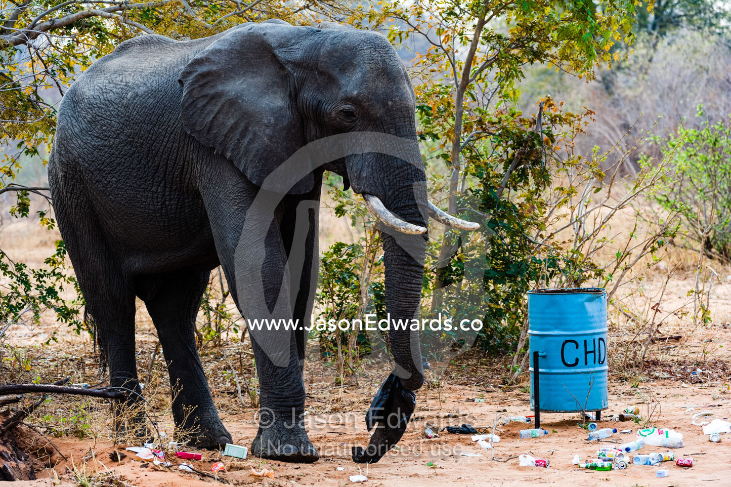 An African Elephant chewing on a plastic bag from a garbage bin. Chobe River, Chobe National Park, Botswana.