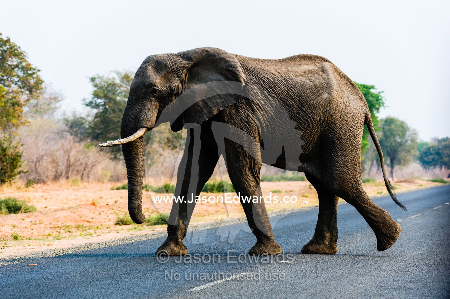 An African Elephant walks across a road near a national park boundary. Chobe River, Chobe National Park, Botswana.