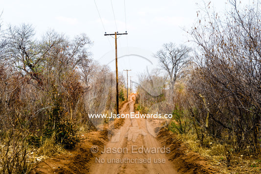A forest sand track devastated by African Elephants in the dry season. Chobe River, Chobe National Park, Botswana.