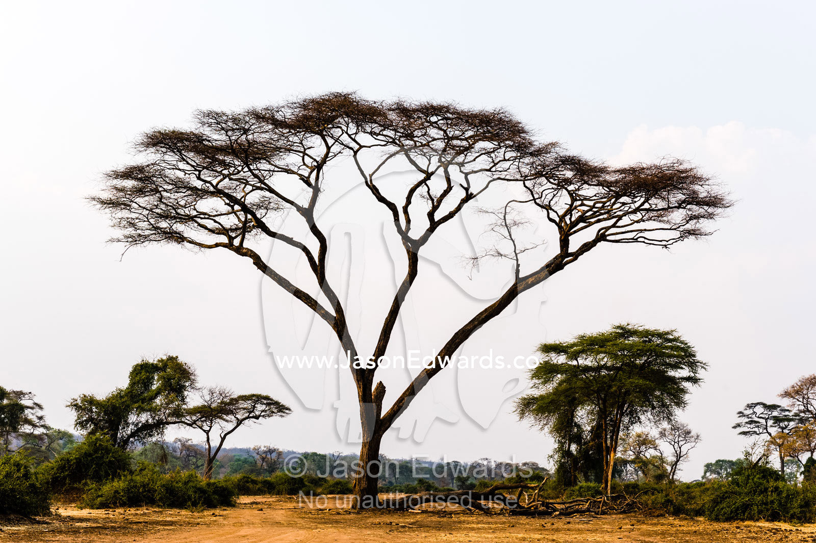 An acacia tree damaged by elephant grazing during the dry season. Chobe River, Chobe National Park, Botswana.