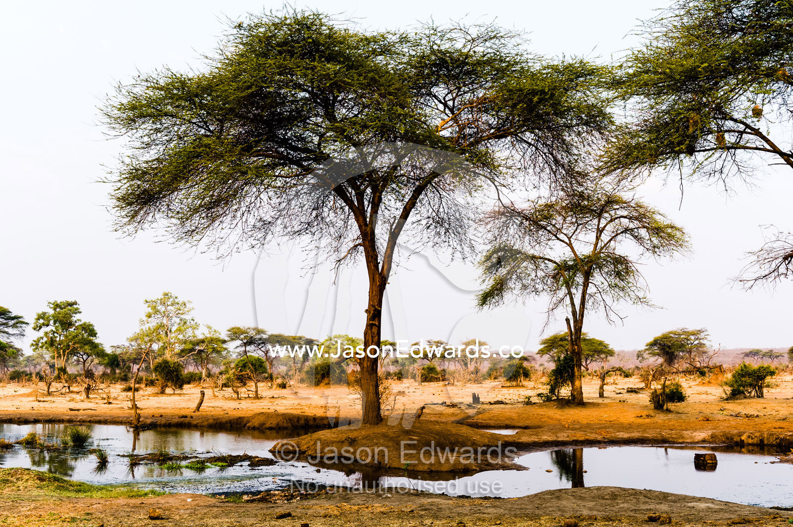 A spring fed waterhole is an oasis to wildlife during the dry season. Chobe River, Chobe National Park, Botswana.