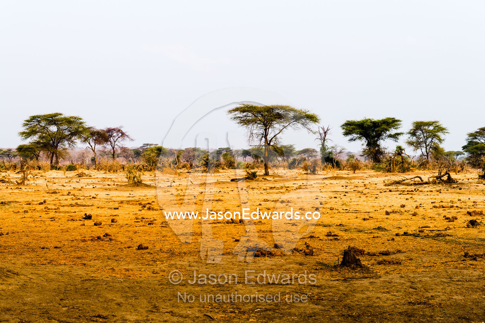 A dry season savannah plain denuded by elephants and grazing animals. Chobe River, Chobe National Park, Botswana.