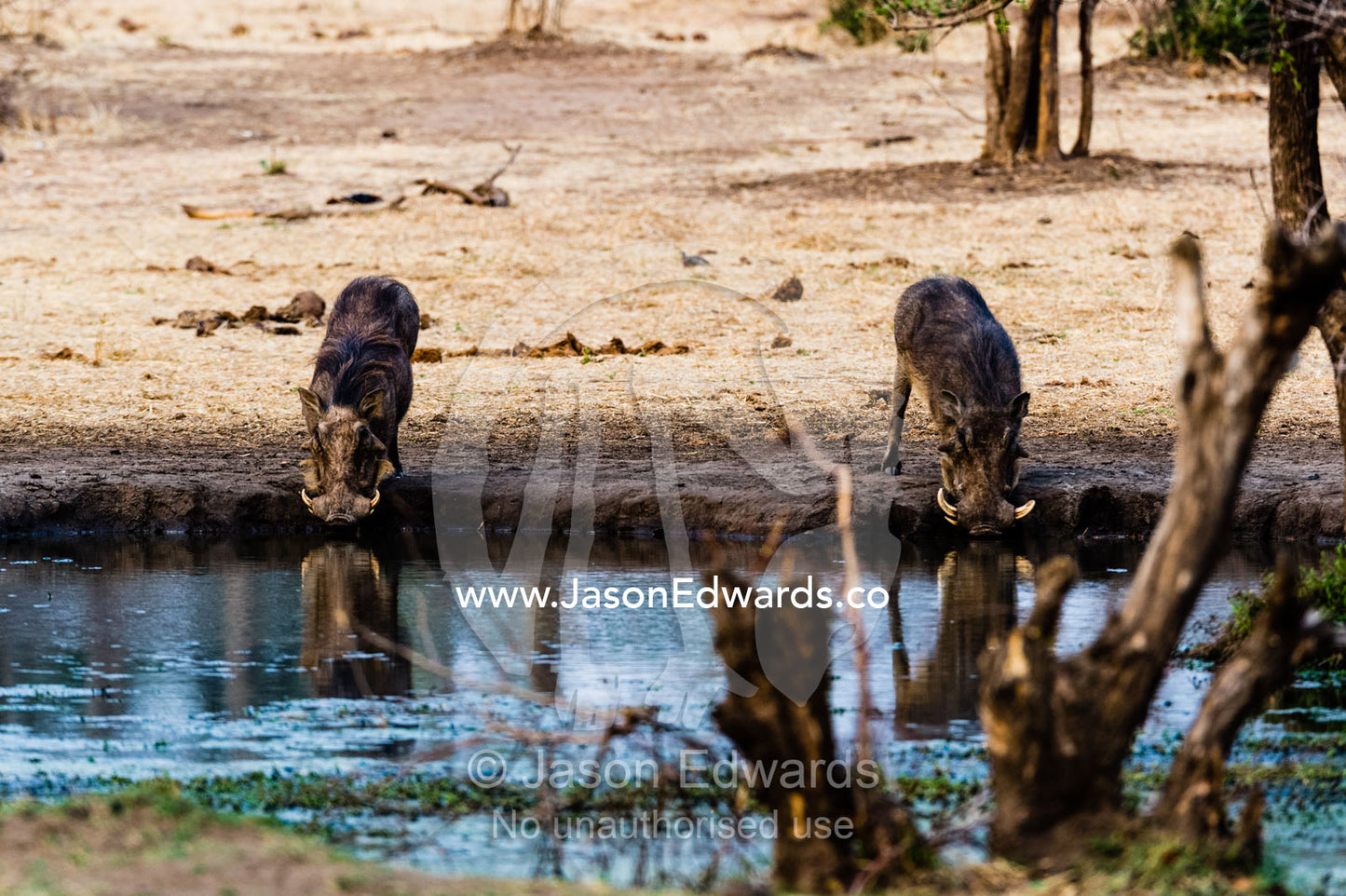 A pair of Warthog drinking from a waterhole during the dry season. Chobe River, Chobe National Park, Botswana.