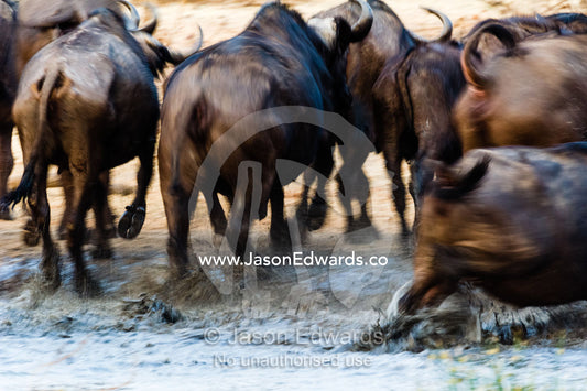 A herd of Cape Buffalo stampede through a waterhole in the dry season. Chobe River, Chobe National Park, Botswana.