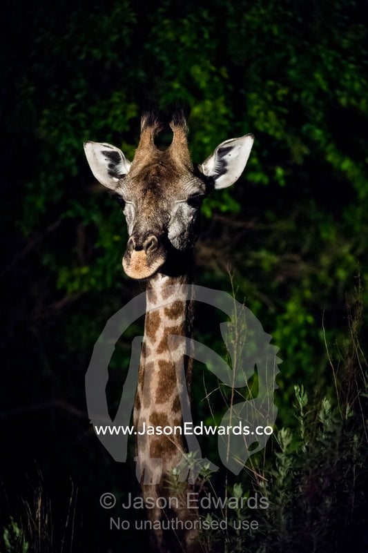 An alert South African Giraffe standing in a veld thicket at night. Waterberg Mountains, Entabeni Game Reserve, Limpopo Province, South Africa.