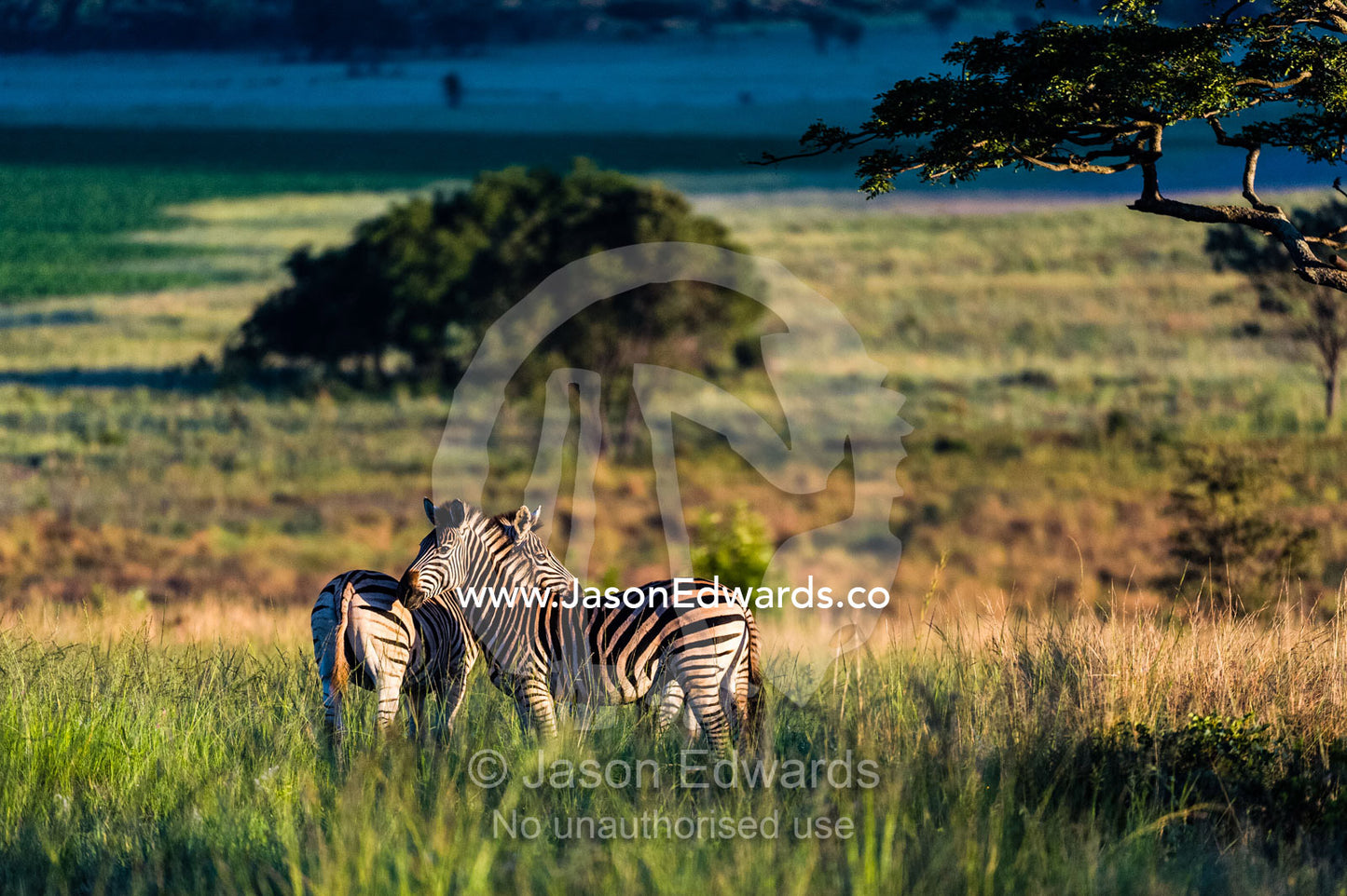 A pair of Burchell Zebra resting on savannah plain on a cold morning. Waterberg Mountains, Entabeni Game Reserve, Limpopo Province, South Africa.