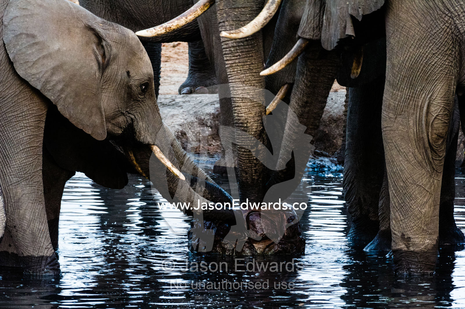 Thirsty African Elephants drink from a waterhole bore well at sunset. Chobe River, Chobe National Park, Botswana.