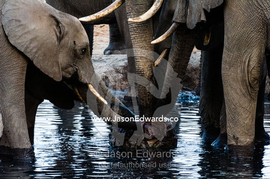 Thirsty African Elephants drink from a waterhole bore well at sunset. Chobe River, Chobe National Park, Botswana.
