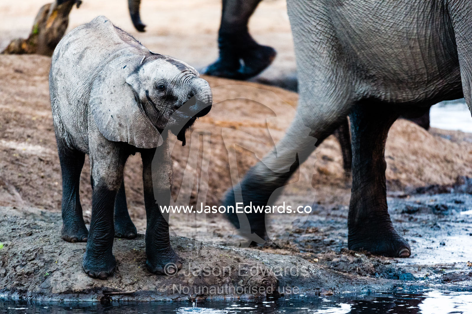 A thirsty African Elephant calf drinks from a waterhole at sunset. Chobe River, Chobe National Park, Botswana.