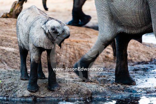 A thirsty African Elephant calf drinks from a waterhole at sunset. Chobe River, Chobe National Park, Botswana.