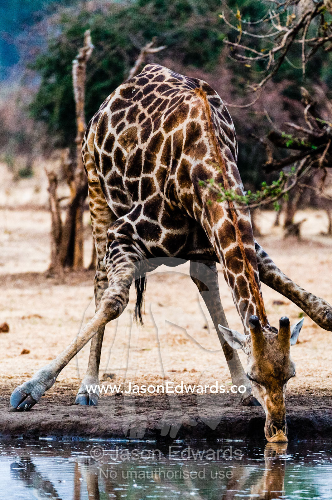 A Giraffe splays it's long legs to drink from a dry season waterhole. Chobe River, Chobe National Park, Botswana.