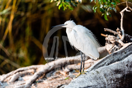 A Little Egret rests in the shade of a tree from the heat of the day. Chobe River, Chobe National Park, Botswana.